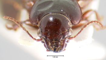 Media type: image;   Entomology 5666 Aspect: head frontal view